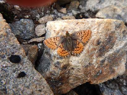m_DSCN0801 Cranberry Fritillary.jpg