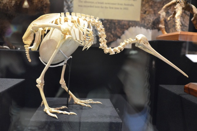 Kiwi skeleton with egg.  How does it have room for its intestines?  Or heart? And this is a brown kiwi. The little spotted kiwi's egg is proportionally even bigger for its body. (Te Papa museum, Wellington)