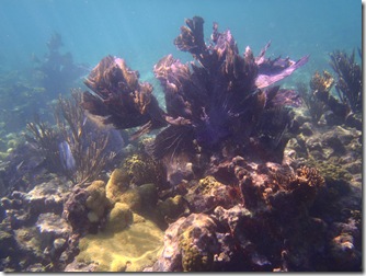 coral gardens, South Long Ccoa Cay