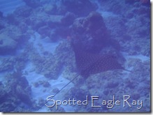 Spotted Eagle Ray, Southwater Cay