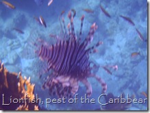 Lionfish, Southwater Cay