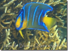 Juvenile Blue or Queen angelfish