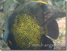 French Angelfish, English Cay, Belize