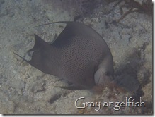 Gray angelfish, English Cay, Belize