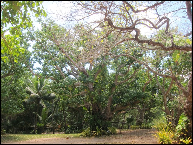 Beez Neez - 'Ene'io Botanical Garden