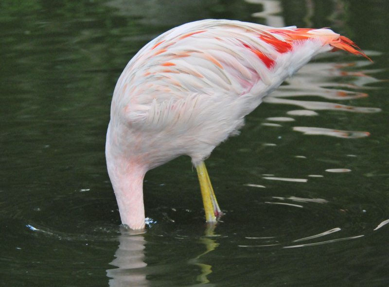 Beez Neez - Flamingos