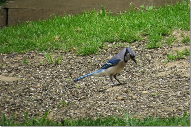 visasmallBlue Jay by the bird table, Mashomack Preservedavid