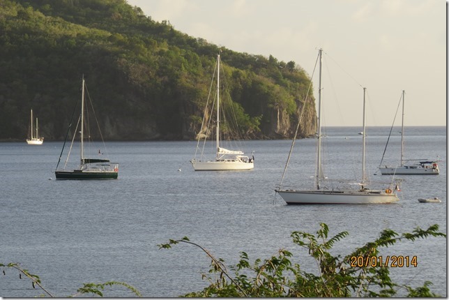 Alcedo in the evening light at Petite Anse d'Arlet