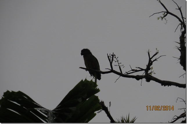 One very wet, disgruntled St Lucien Parrot