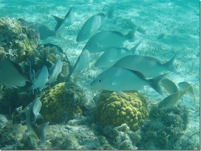 Anastasia - Hawksbill Cay, Exumas Land and Sea Park