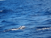 m_Dolphins swimming along