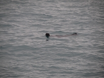 m_Last sealion of Isabela saying good-bye
