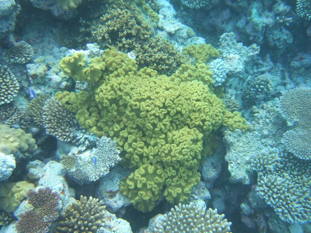 Aurora_b's Web Diary - Viani Bay - Corals on Rainbow reef