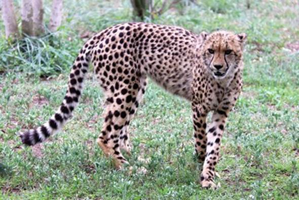 Caduceus - A visit to a Cheetah Sanctuary and the St Lucia Wetlands