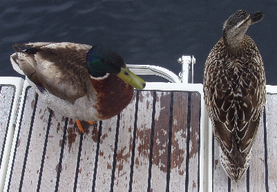 Cheeky ducks came onboard to beg bread