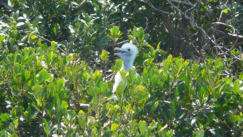 Pau Amma - Barbuda - 11 mile beach and Frigate Bird Colony