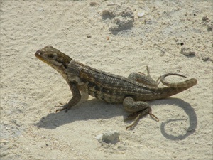 Osprey Cay 013 - Copy